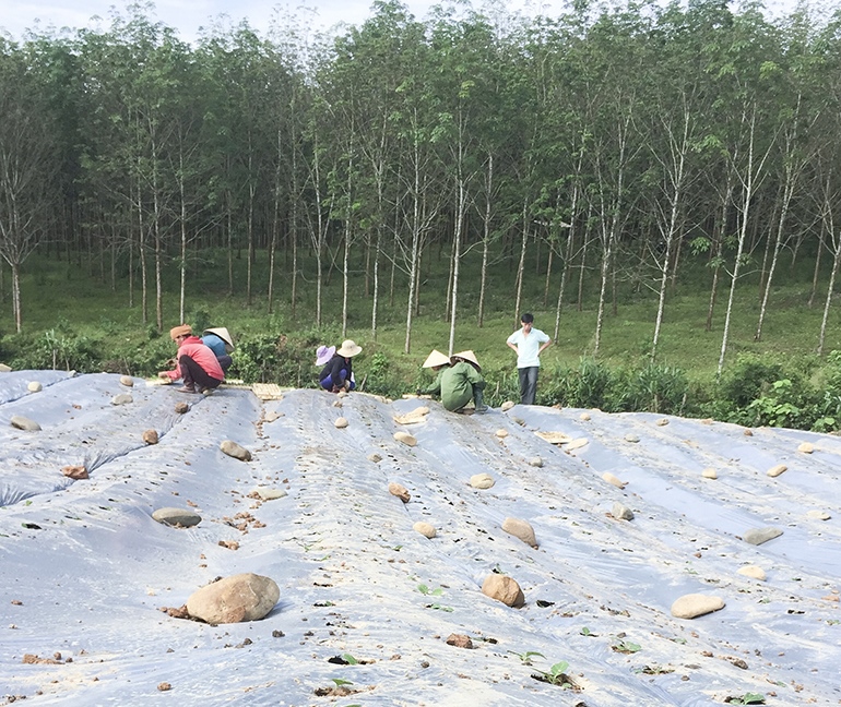 Phát triển diện tích cà gai leo trên vùng gò đồi Cam Lộ. Ảnh: PV