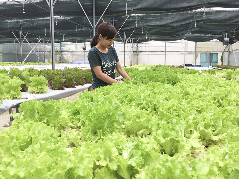 Mô hình sản xuất rau sạch công nghệ cao ở thị trấn Hải Lăng​