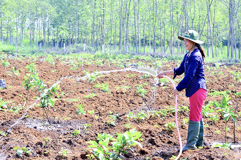 Ổi lê Đài Loan là một trong những loại cây trồng mới ở Tây Gio Linh​