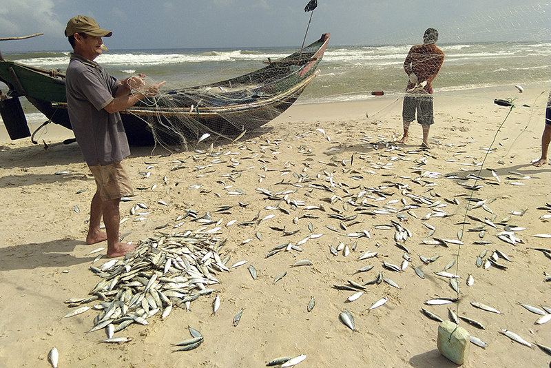 Ngư dân gỡ cá trích đánh bắt được​
