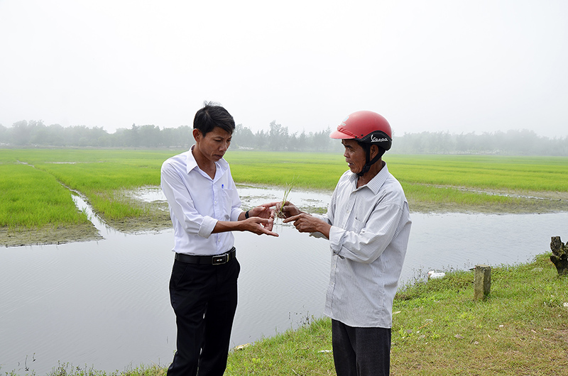 Cây lúa bị vàng úa và chết do đất bị nhiễm mặn​
