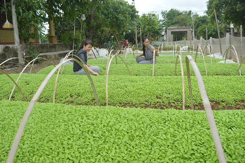 Mô hình tổ hợp tác sản xuất rau an toàn ở khu phố 4, phường Đông Giang​