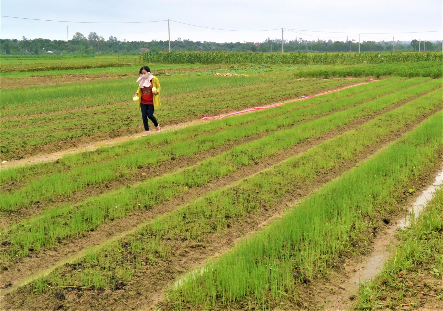 Mô hình trồng ớt, ném, kiệu mang lại hiệu quả kinh tế tại xã Vĩnh Giang​