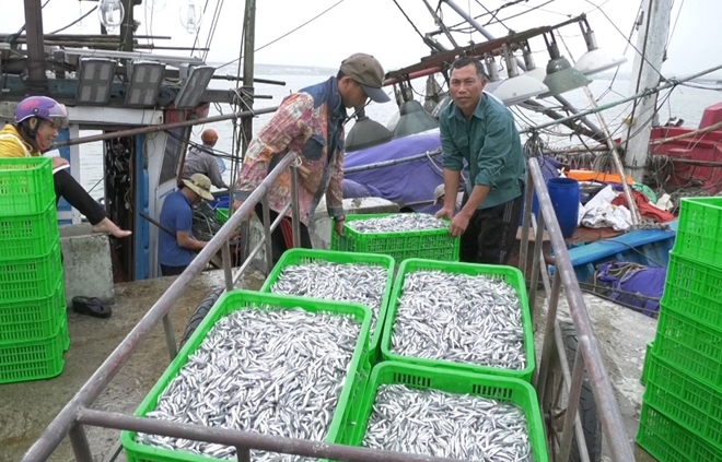 Ngư dân phấn khởi vì chuyến đi biển đầu năm “trúng đậm” cá cơm.