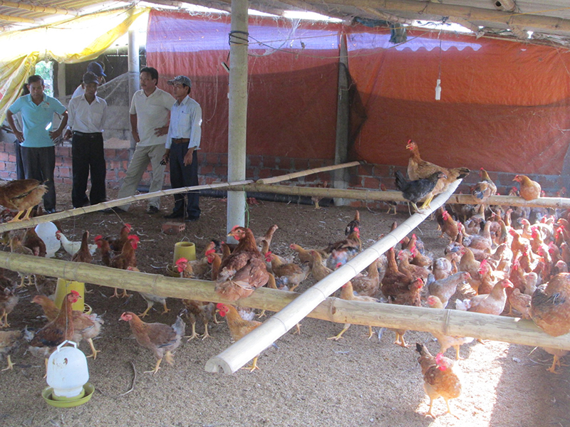 Trang trại gà trên cát