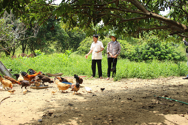 Mô hình chăn nuôi của vợ chồng anh Vương​