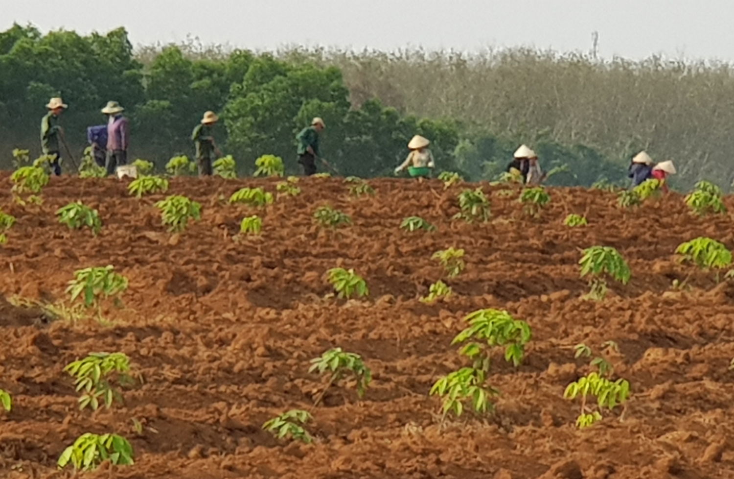 Cao su của Công ti Cao su Quảng Trị vừa trồng sau 6 tháng ở miền tây Gio Linh.