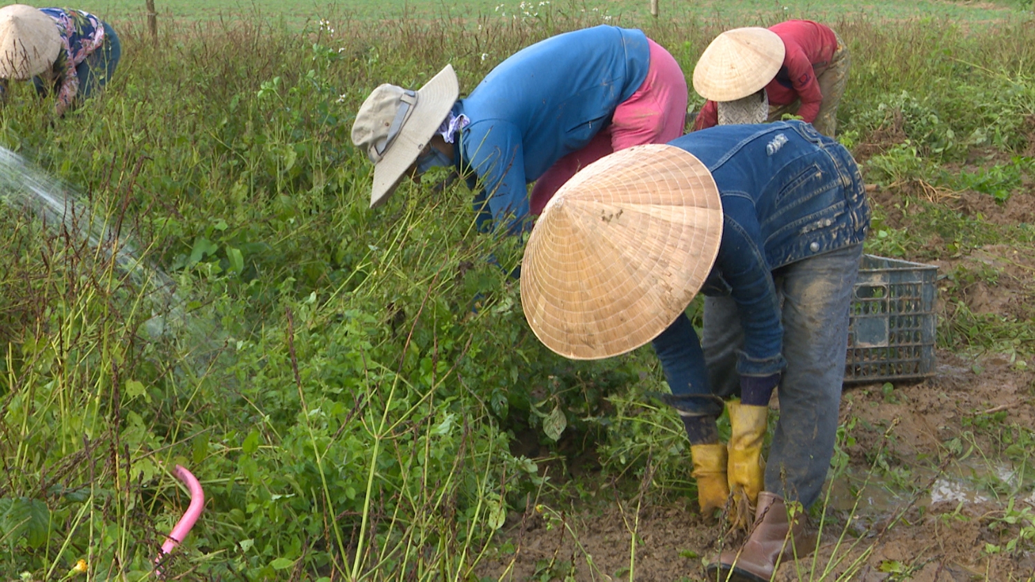 Thu hoạch cây ngưu tất ở xã Cam Tuyền