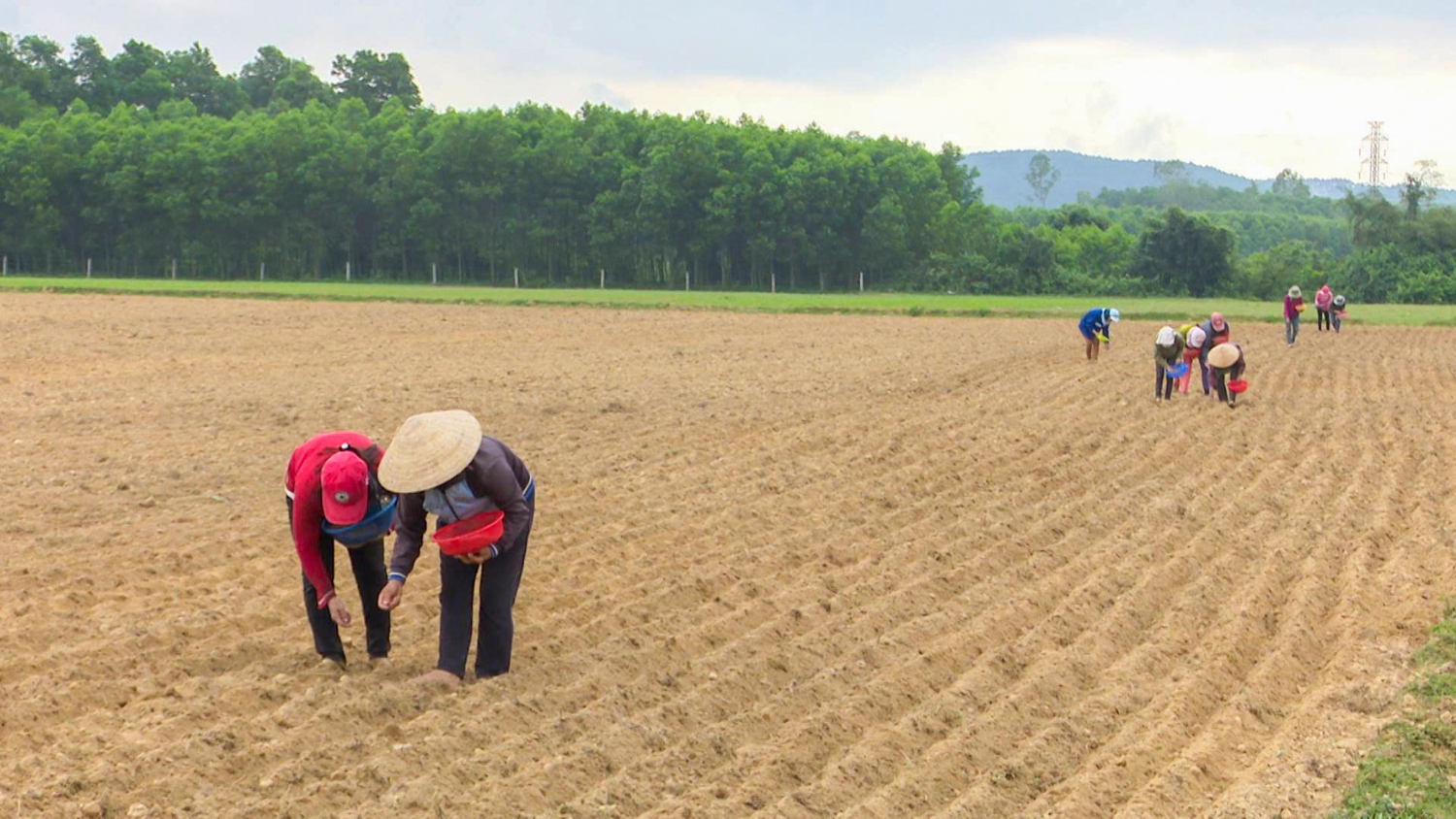 Triển khai gieo lạc bằng phương pháp hữu cơ ở Cam Thành