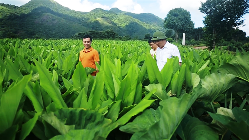 Cây nghệ ở Hướng Phùng cần sớm được hỗ trợ xây dựng nhãn hiệu, chỉ dẫn địa lí để nâng cao giá trị và phát triển bền vững