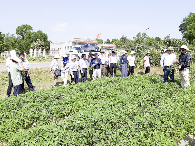 Mô hình sản xuất lạc lên luống thích ứng với biến đổi khí hậu​