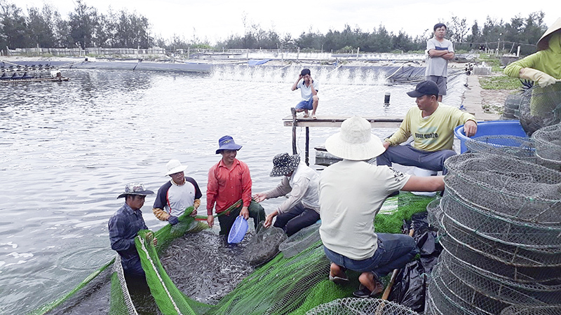 Thu hoạch tôm thẻ chân trắng trên cát​