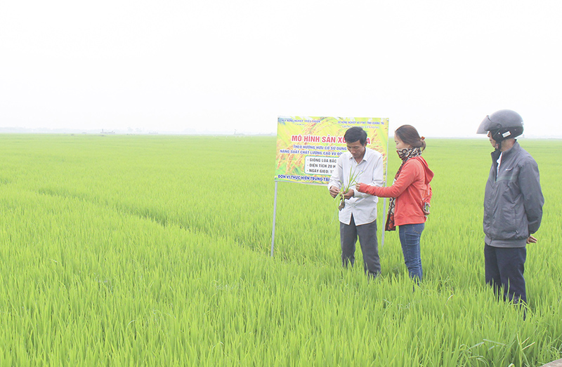 Mô hình 20 ha lúa hữu cơ của HTX NN Triệu Thuận mang lại hiệu quả kinh tế cao