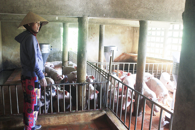 Người chăn nuôi cần thường xuyên theo dõi và kiểm tra đàn lợn để kịp thời phát hiện các triệu chứng của bệnh dịch tả lợn Châu Phi