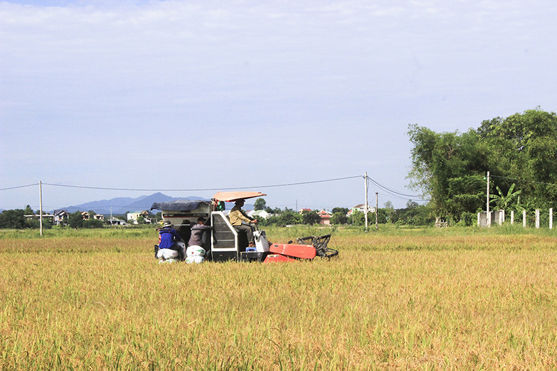 Nông dân phường Đông Lễ thu hoạch lúa