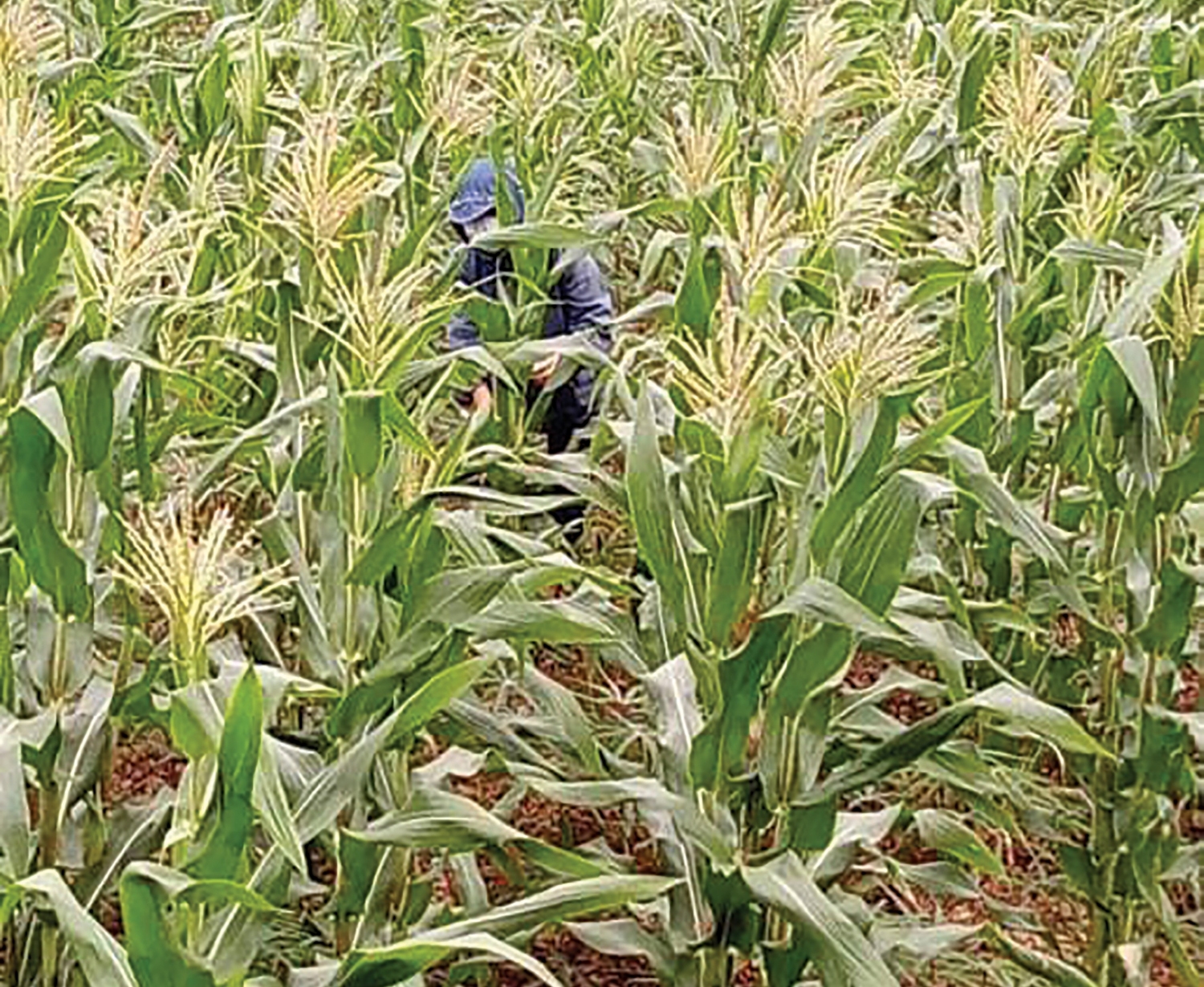 Phát triển diện tích cây ngô ở xã Triệu Trung