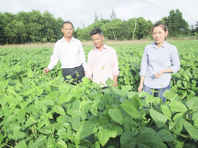 Anh Lục (ở giữa) cùng cán bộ xã trên vườn đậu của mình