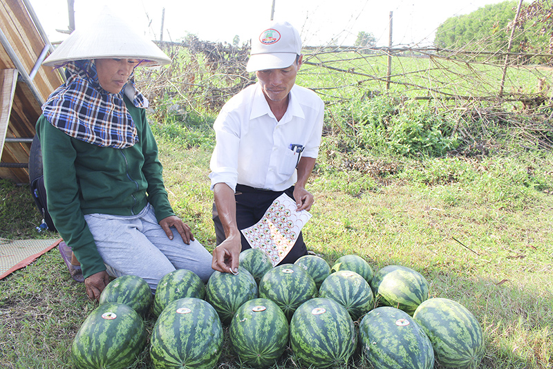 Dán tem truy xuất nguồn gốc cho dưa hấu Vĩnh Tú tại ruộng