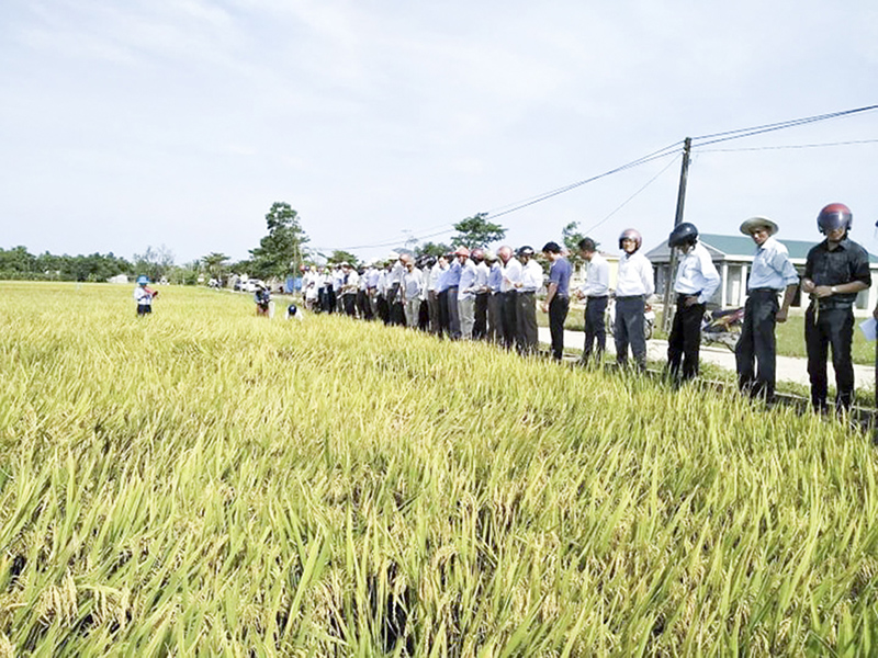Triệu Phong áp dụng khoa học kĩ thuật đưa năng suất lúa bình quân cả năm đạt 56,4 tạ ha