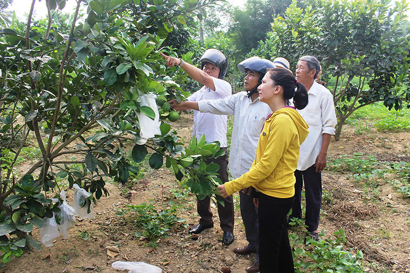 Xã Cam Hiếu (Cam Lộ) kiểm tra mô hình vườn mẫu