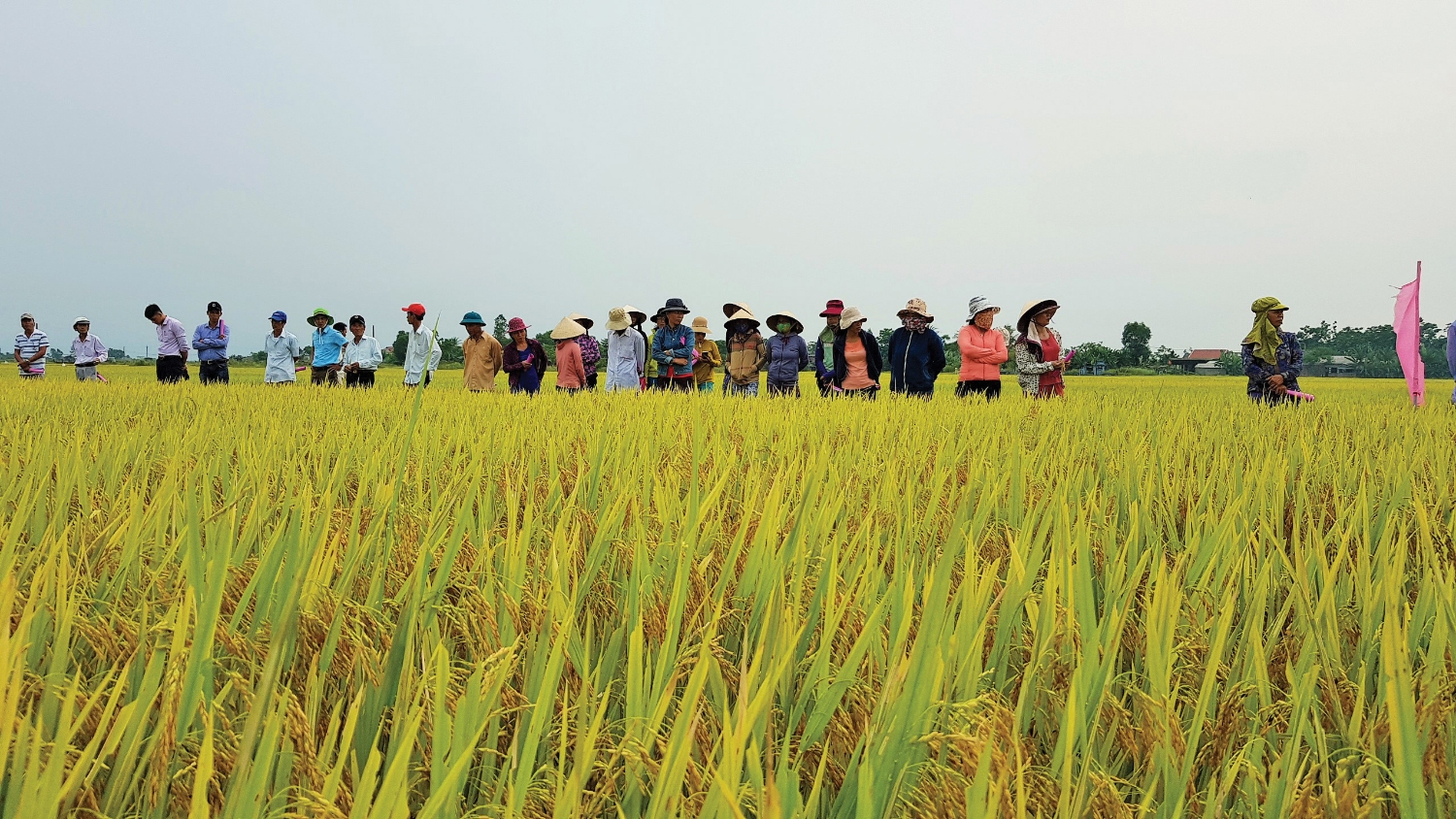 Cánh đồng lúa trĩu bông tại mô hình trồng lúa thông minh, ứng phó biến đổi khí hậu tại thôn Giáo Liêm, xã Triệu Độ, huyện Triệu Phong