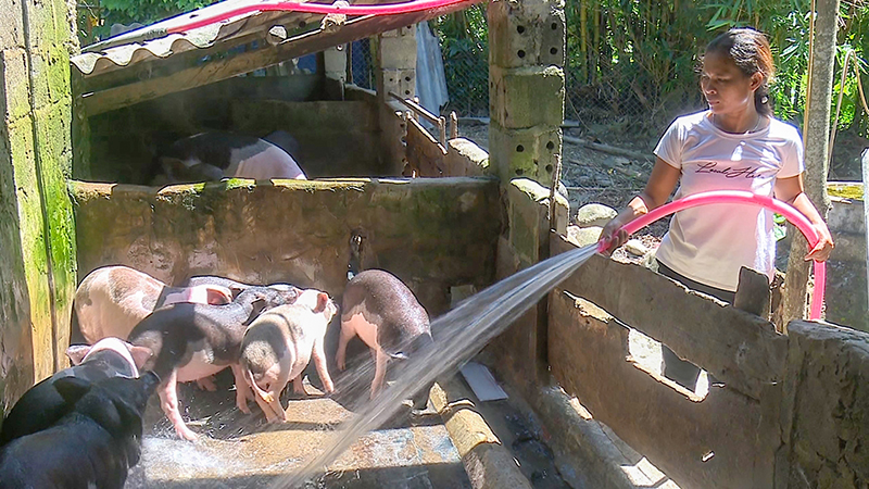 Chị Mỏ Tinh chăm sóc đàn lợn