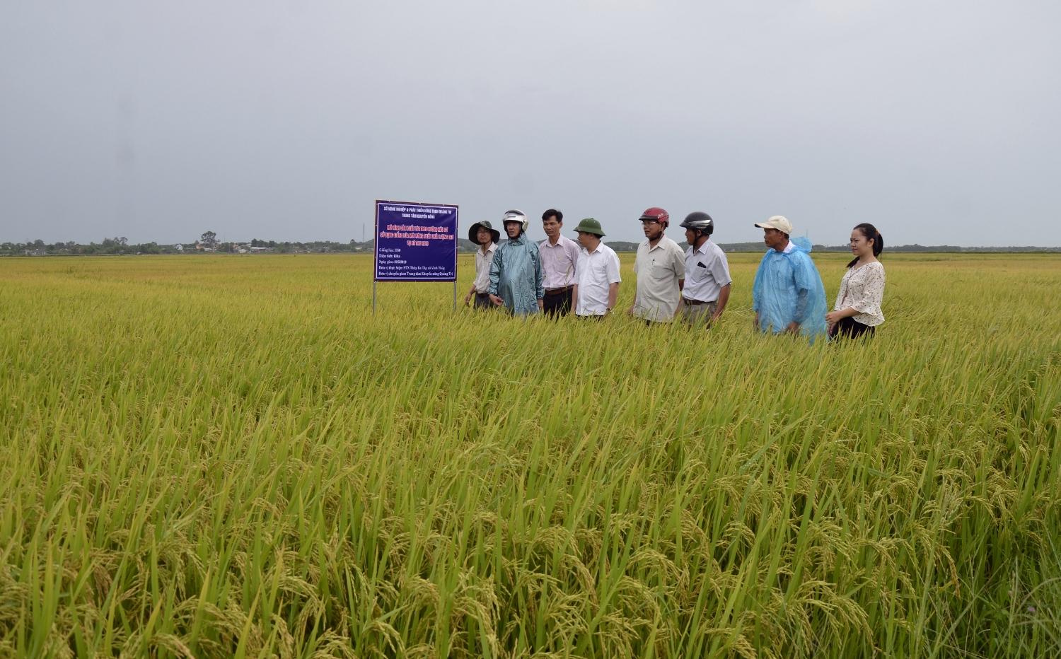 Các đại biểu tham quan học tập mô hình sản xuất lúa theo hướng hữu cơ tại HTX Thủy Ba Tây