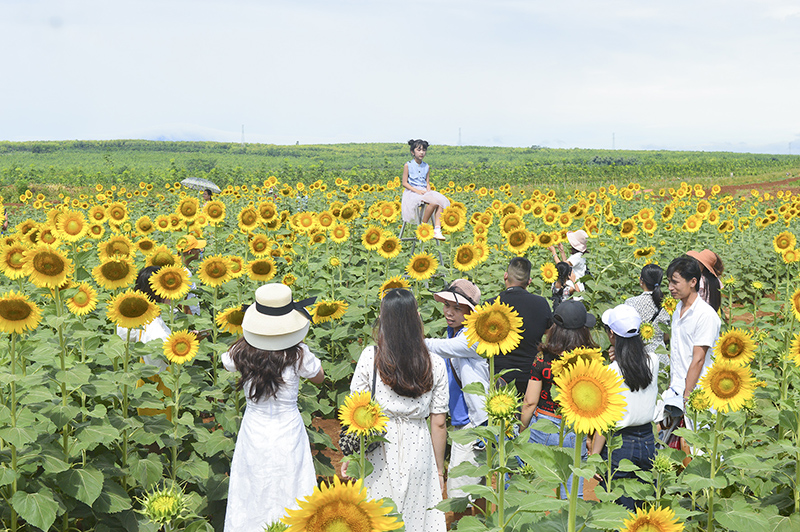 Cánh đồng hoa hướng dương thu hút khách du lịch đến Gio An