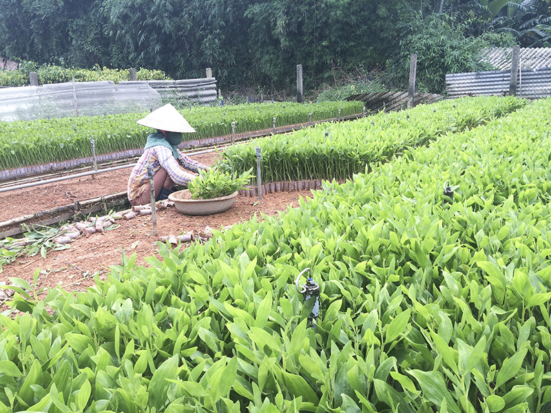 Chuẩn bị cho mùa trồng rừng mới  Ảnh  PV