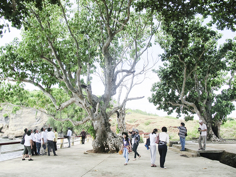 Cồn Cỏ đang thu hút nhiều khách du lịch đến trải nghiệm thiên nhiên hoang sơ và hệ sinh thái rừng, biển phong phú