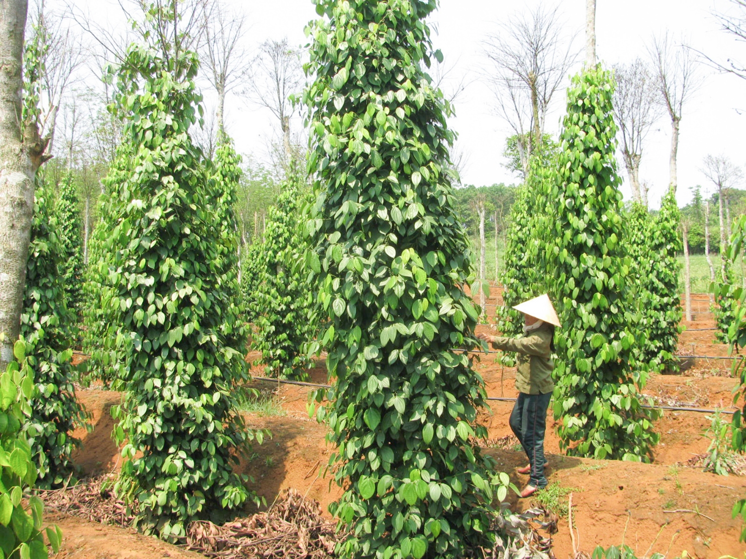 Một số vườn tiêu ở huyện Vĩnh Linh được hỗ trợ đầu tư hệ thống nước tưới