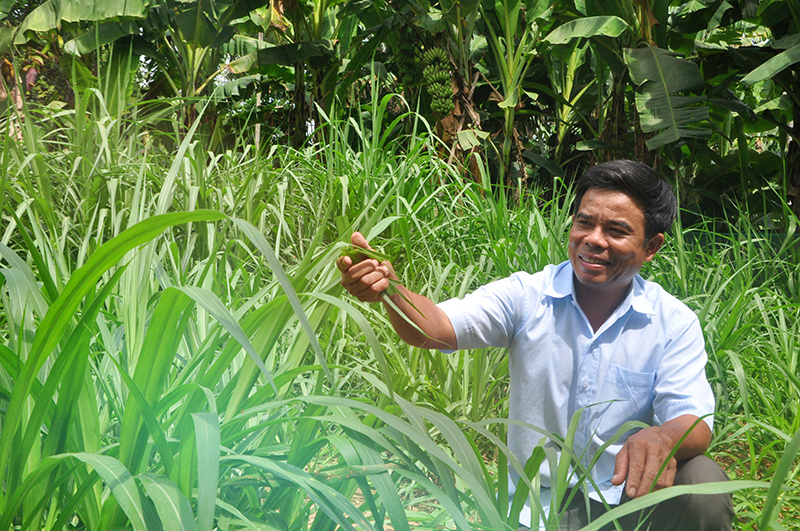 Ông Phước được xem là người tiên phong đưa cây cỏ voi về quê nhà