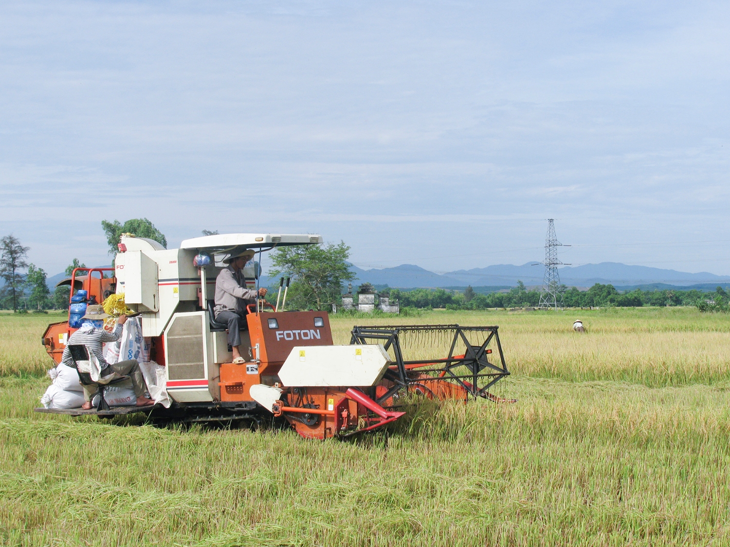 Thu hoạch lúa mùa  Ảnh  PV