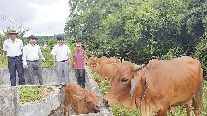 Ban Công tác mặt trận khóm Tân Kim hỗ trợ bò giống cho hộ nghèo