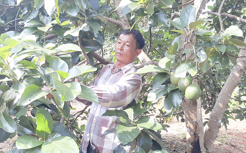 Trồng bơ trái vụ mang lại thu nhập khá cao cho nông dân ở Tân Liên, Hướng Hóa​