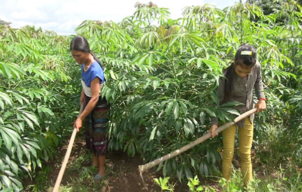 Đồng bào Vân Kiều, Pa Cô trồng sắn