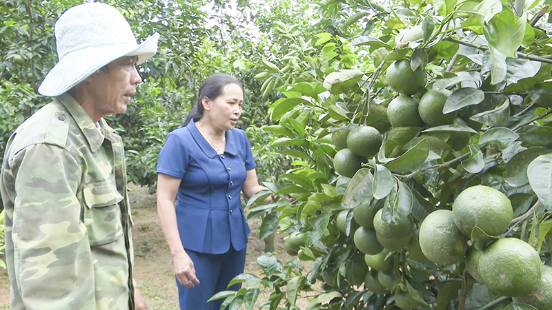 Trồng thành công giống quýt Phủ Quỳ ở Cam Lộ cho năng suất cao​