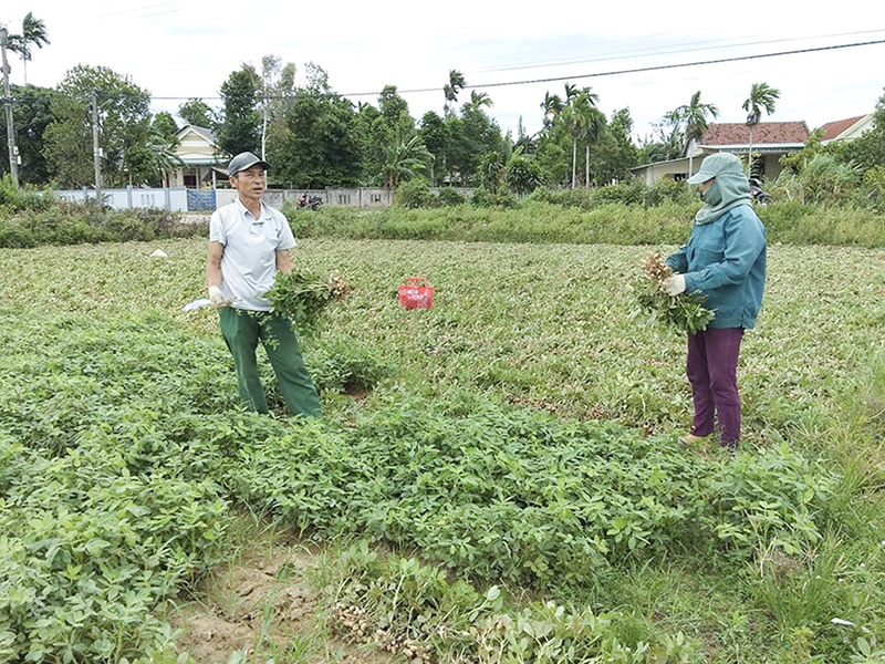 Mô hình sản xuất lạc hữu cơ tại huyện Cam Lộ​