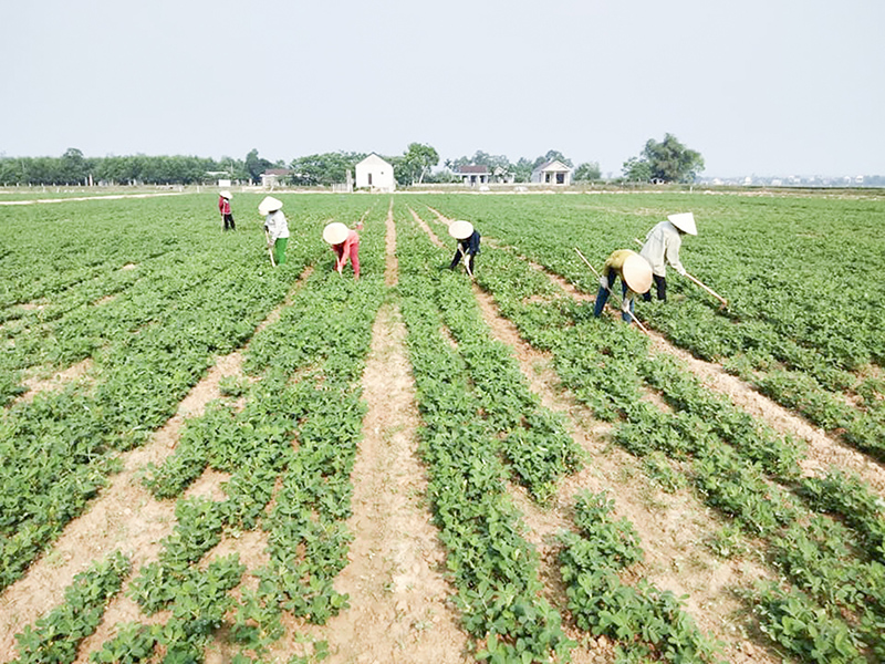 Mô hình sản xuất lạc thích ứng với biến đổi khí hậu​