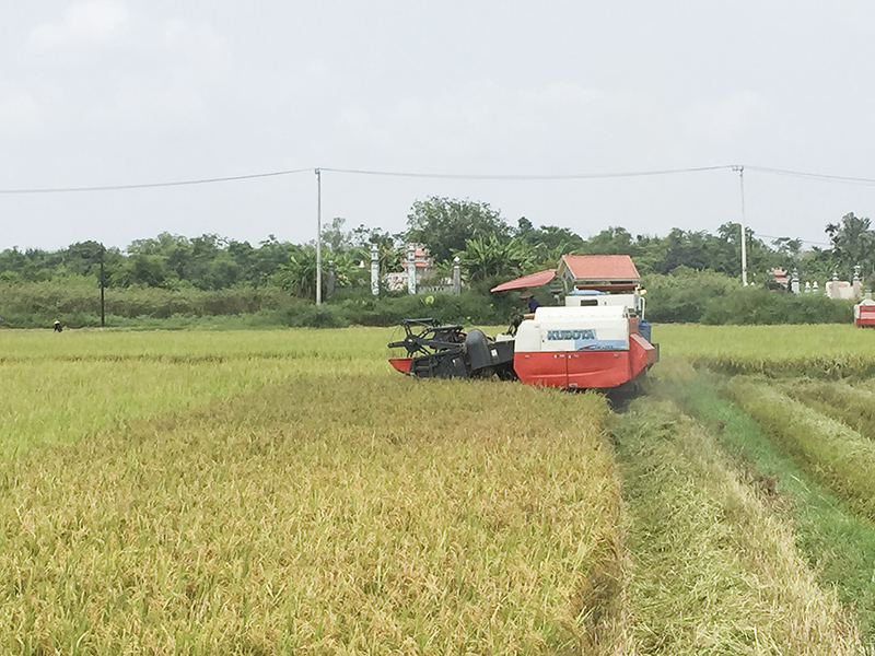 Sản xuất lúa phù hợp với biến đổi khí hậu