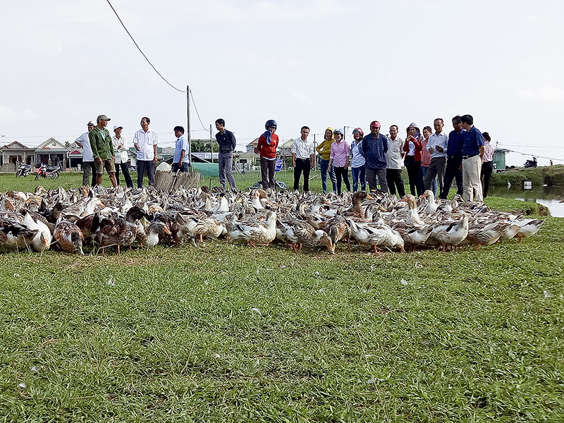Hội thảo đầu bờ để nhân rộng mô hình chăn nuôi vịt biển ở Triệu Phong​