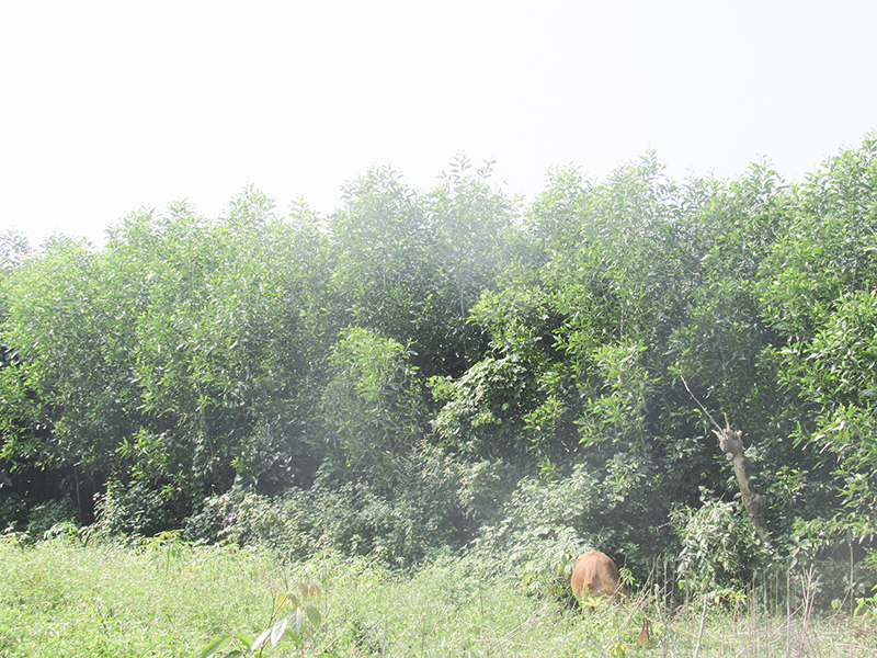Nhiều đồi núi hoang đã phủ màu xanh nhờ người dân đẩy mạnh phong trào trồng rừng​