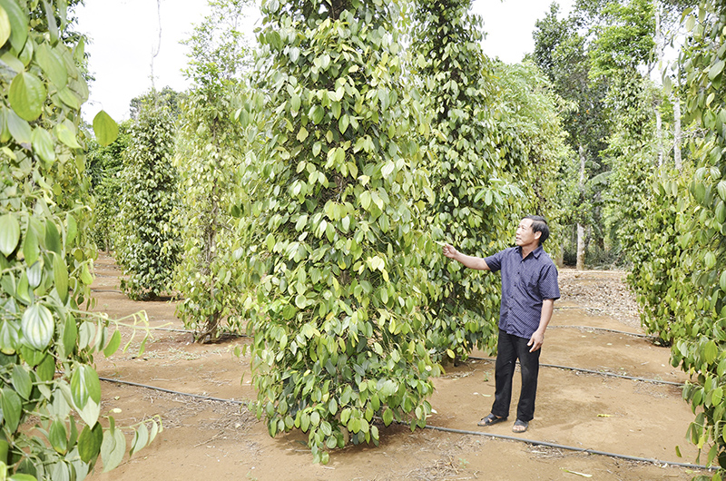 Kiểm tra sâu bệnh cho vườn tiêu​