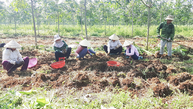 Khai thác nghệ trồng xen giữa vườn cây cao su​