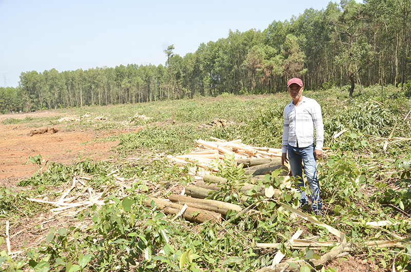 Ông Lê Đình Lãm tại hiện trường cho biết không hề có thông tin gì về việc khai thác rừng tràm của làng Tân Trúc​