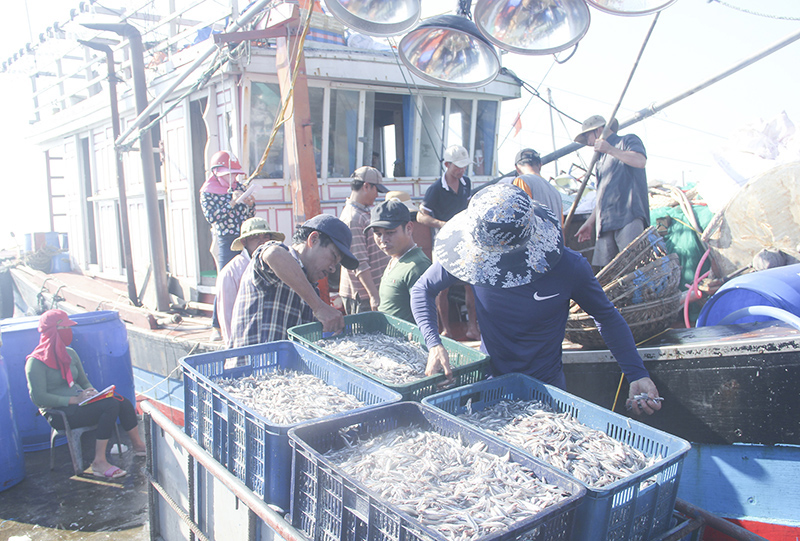 Gio Linh khai thác hiệu quả kinh tế vùng biển​