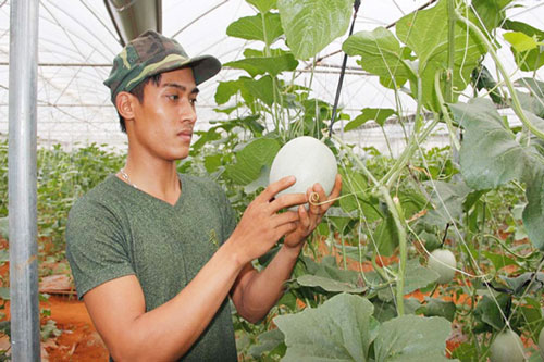 Một quả dưa lưới đến độ thu hoạch sẽ đạt hơn 1 kg.