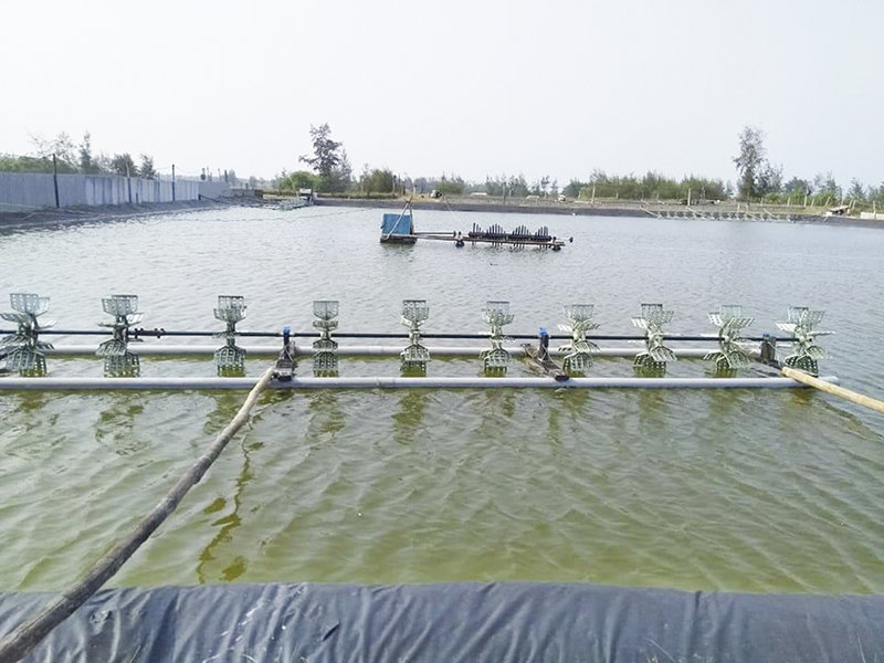 Mô hình nuôi tôm công nghệ cao ở xã Triệu An cho thu nhập cao​