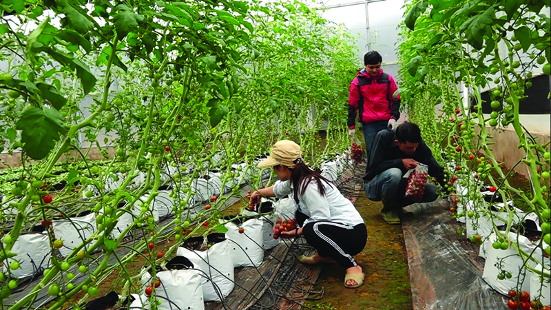 Thu hoạch cà chua cherry trồng trong nhà màng ở Sa Mù, Hướng Hóa​