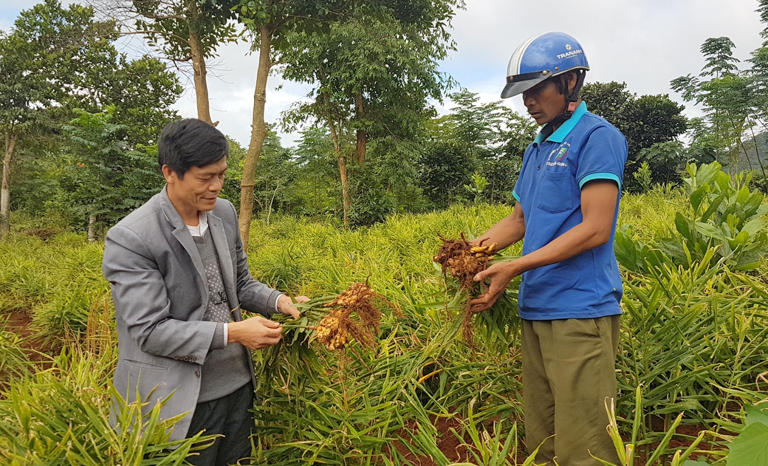 Gừng được chọn là một trong số cây xóa đói giảm nghèo của nhiều người dân Hướng Hóa​